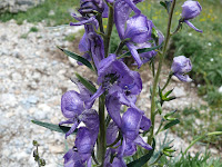 Aconitum napellum Photo