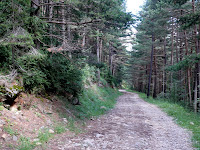 Regresando por el bosque Photo