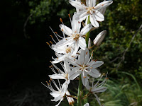 Asfodelo Photo