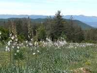 Campo de asfodelos Photo