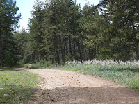 Campo de asfodelos Photo