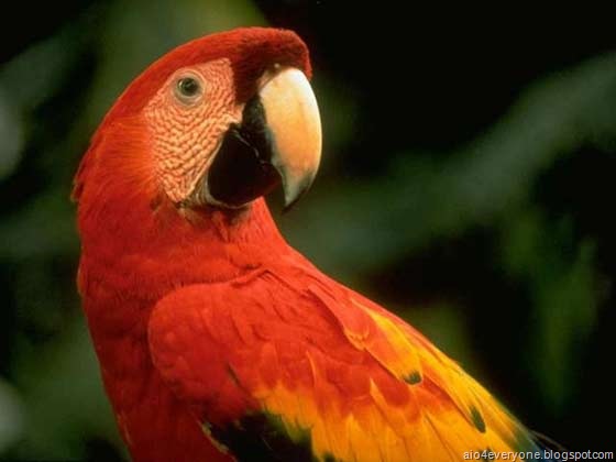 [parrot6[2].jpg]