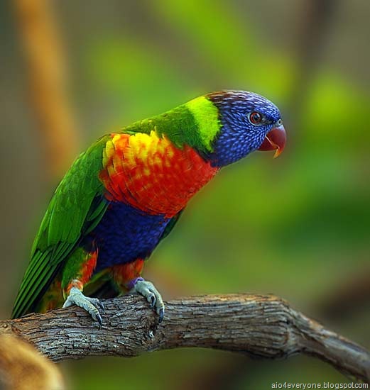 [parrot8[2].jpg]