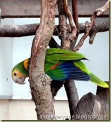 parrot10