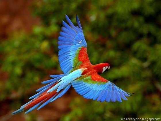 [parrot1[2].jpg]