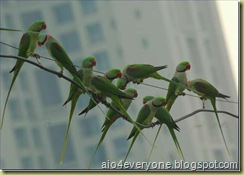parrot2