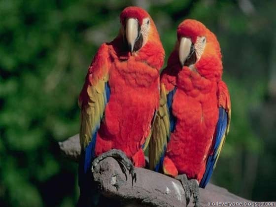 [parrot3[2].jpg]