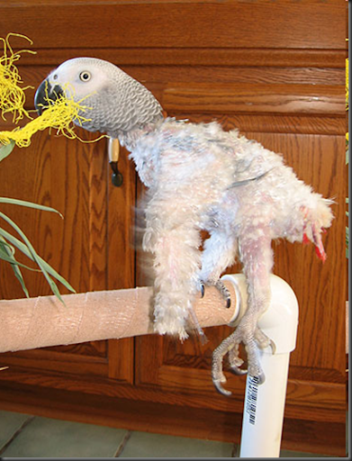 african grey parrot petsmart