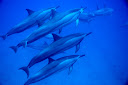 Hawaii Snorkeling