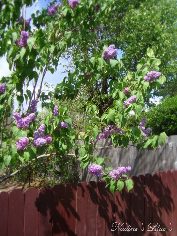 [mom's garden 053[11].jpg]