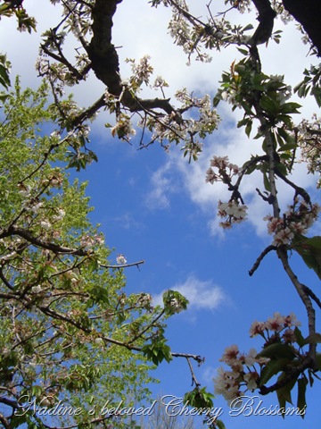 [mom's garden 010[9].jpg]