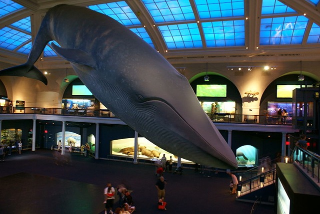 [800px-Blue_Whale_Nat'l_Hist_Museum[8].jpg]