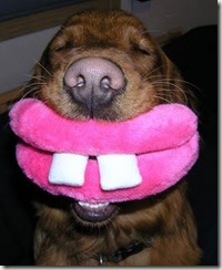 dog-smile