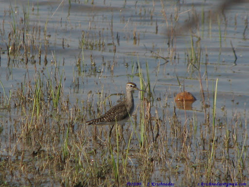 sandpiper