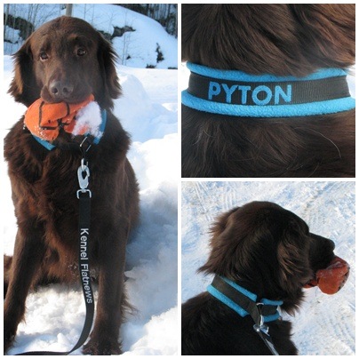 [Pyton[6].jpg]