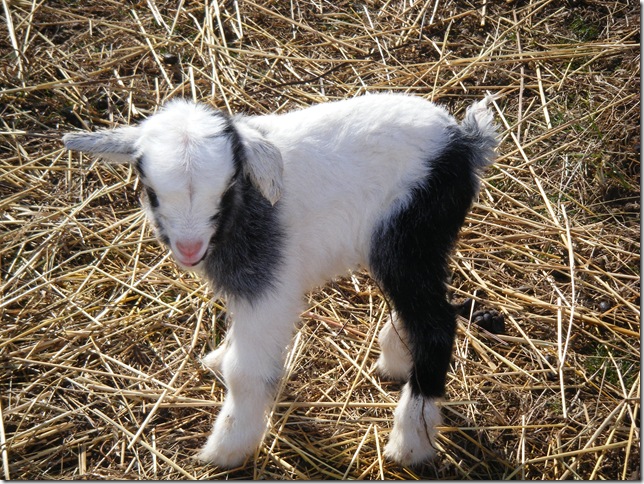 BabyGoats 002