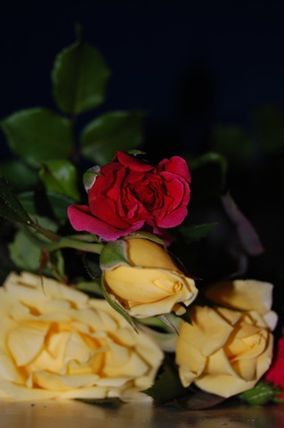 [roses[2].jpg]