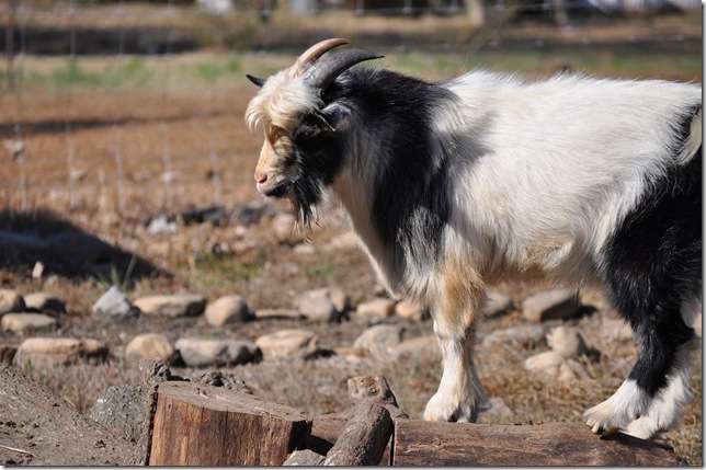 goats 22