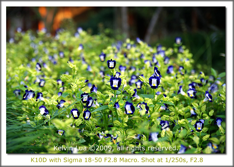 我對 Sigma 18-50 F2.8 EX DG MACRO 的看法