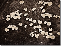 Foto desenfocada de hojas de cercis siliquastrum (árbol del amor).