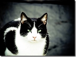Un gran modelo el gato, se puso tras una tela negra y aproveché.