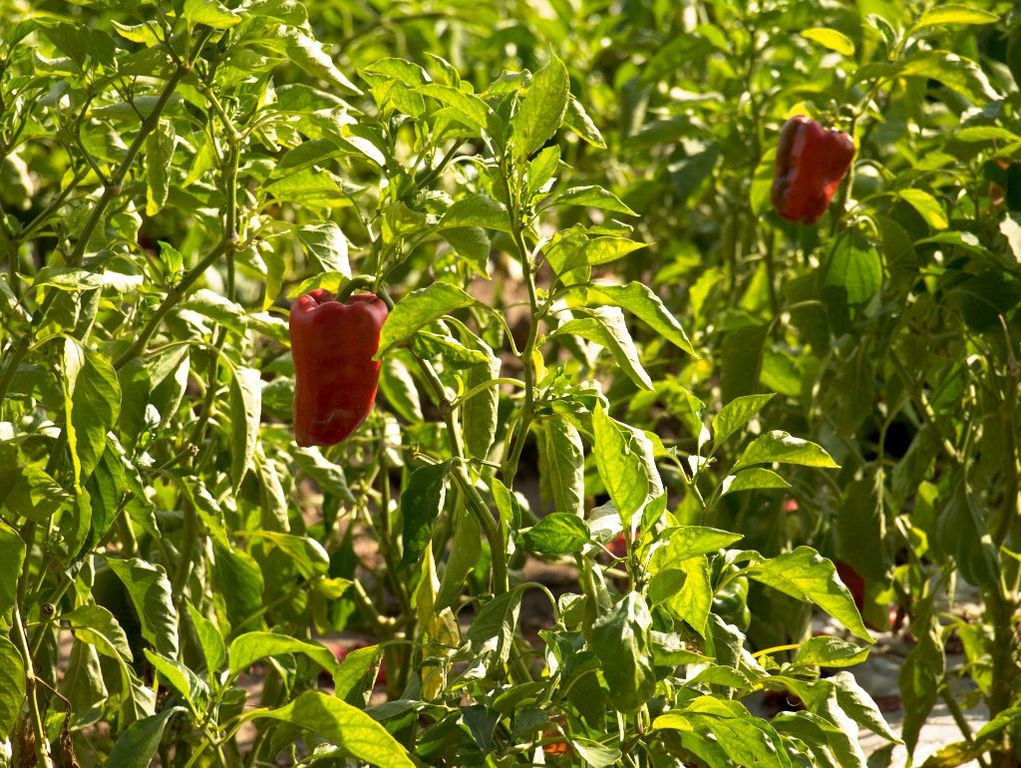 [Los últimos frutos[6].jpg]