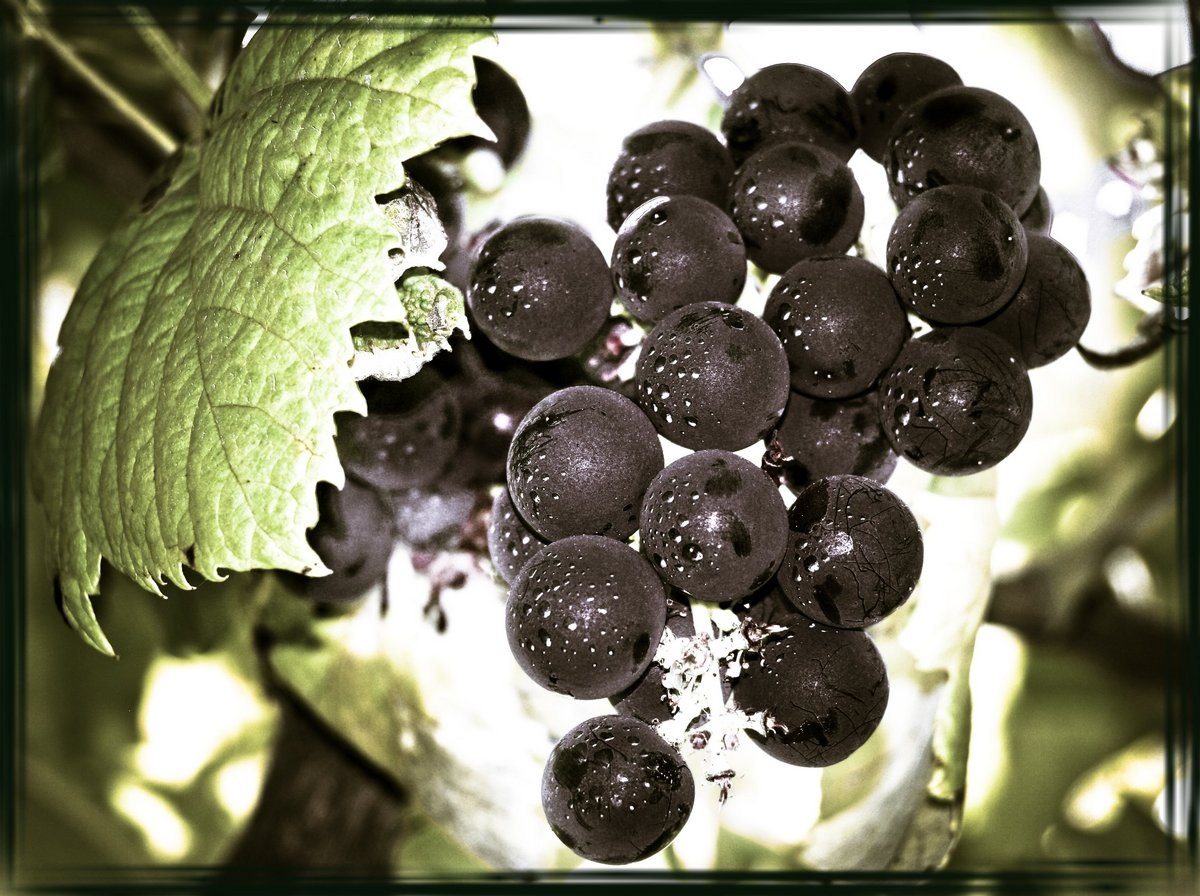 [Uvas[7].jpg]