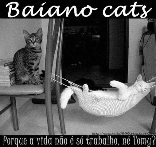[Gato Baiano[4].jpg]
