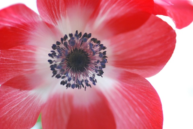 [Red anemone centre macro[2].jpg]