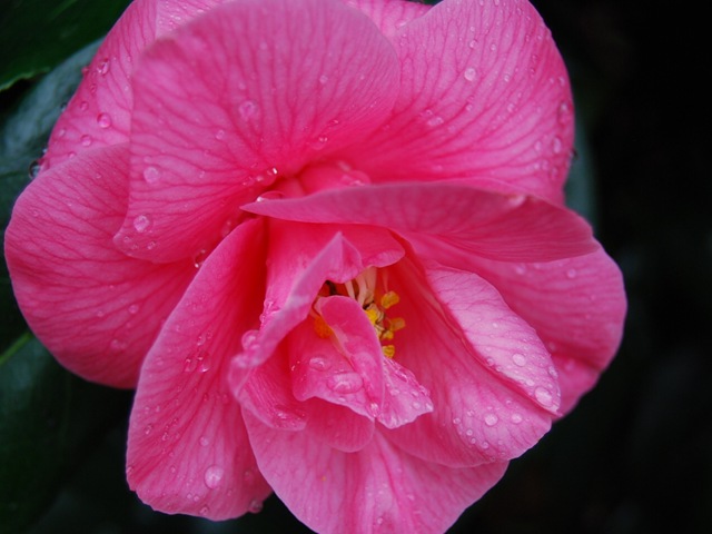 [Kew pink camellia close-up[2].jpg]
