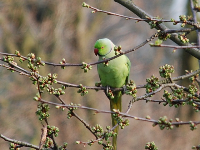 [Parakeet in tree (2)[3].jpg]