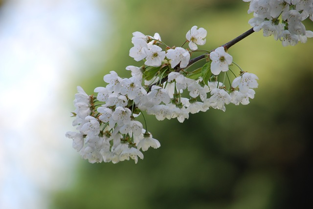 [White blossom (2)[3].jpg]