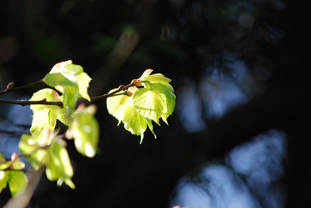 [Spring sunlight on new leaves[3].jpg]