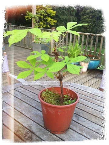 Tom's horse chestnut tree 2011