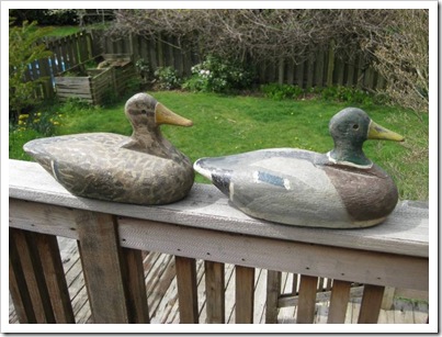 decoys