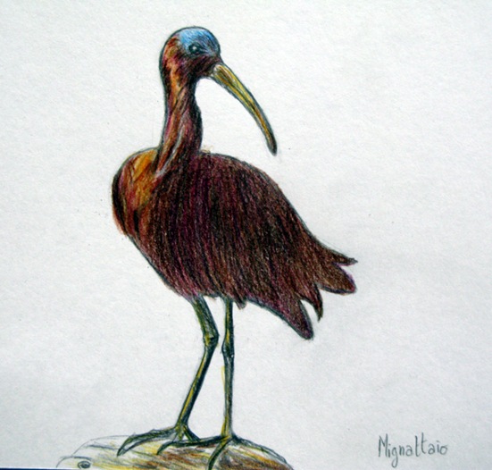 20101112_ibis falcinelle