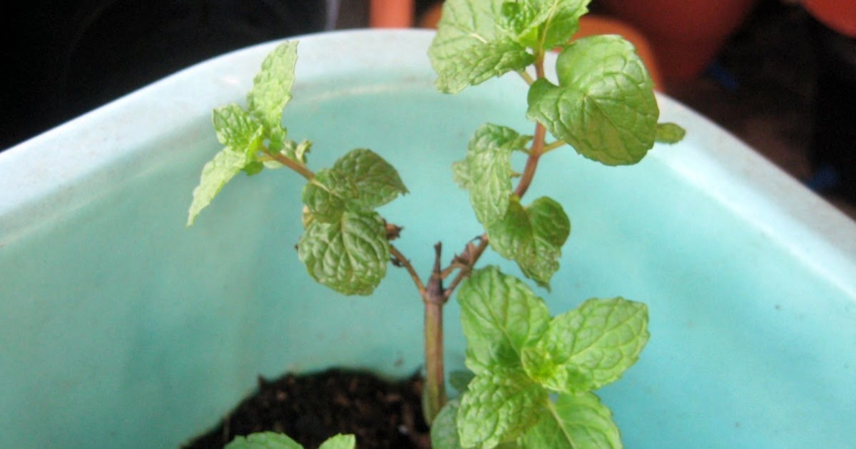 PADVAL AGRICULTURE AND FARM ENTERPRISES Growing Mint Leaves, Mentha