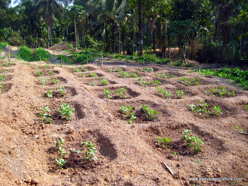 PADVAL AGRICULTURE AND FARM ENTERPRISES Growing Cowpea Beans in Pit