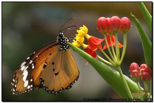 Легкий утренний завтрак после пышных застолий! Диетические оладьи с овсянкой от Ники!