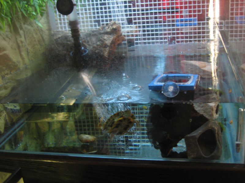 Rex's side of the turtle tank