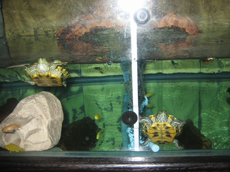 map turtle tank