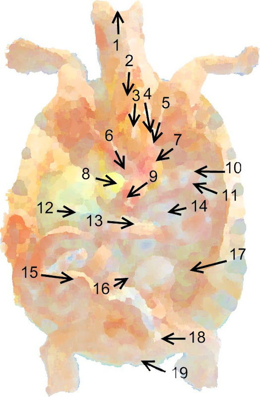 Red Ear Slider turtle organ chart