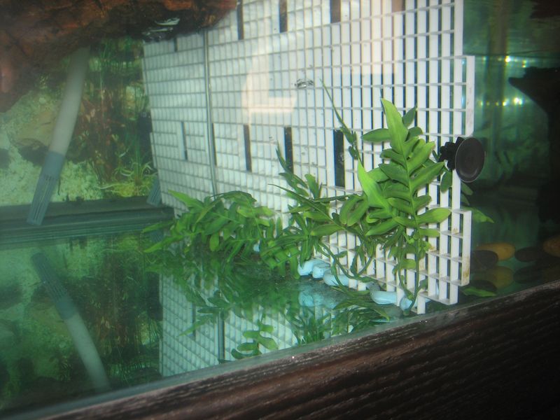 eggcrate tank divider with fake plastic plants and flexible bubble wand