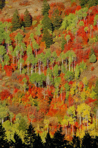 Mountain Maples