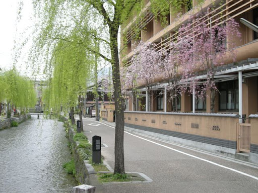 reisen-cherry Cherry Tree along Reisen Street
