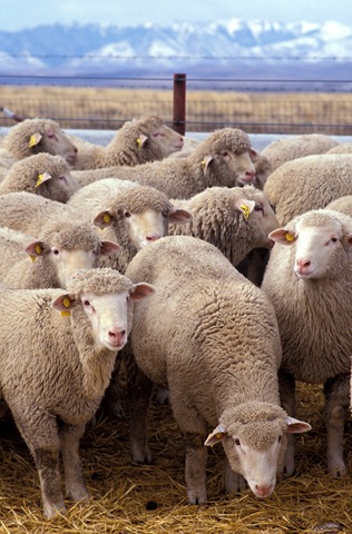 [flock_of_sheep[3].jpg]