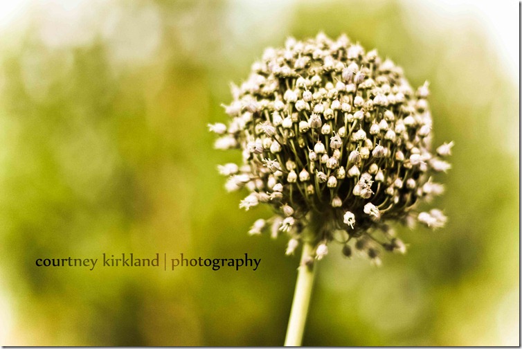 bokeh