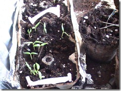 Bell Peppers April 7_1 Bell Peppers April 7_1