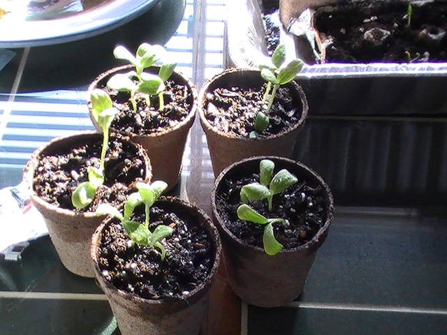 [Replanted Cantaloupe April 7_1[3].jpg]