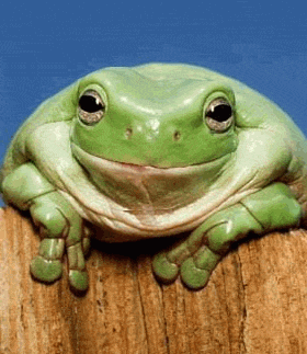 frog_smile
